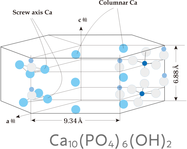 1 アパタイトとは